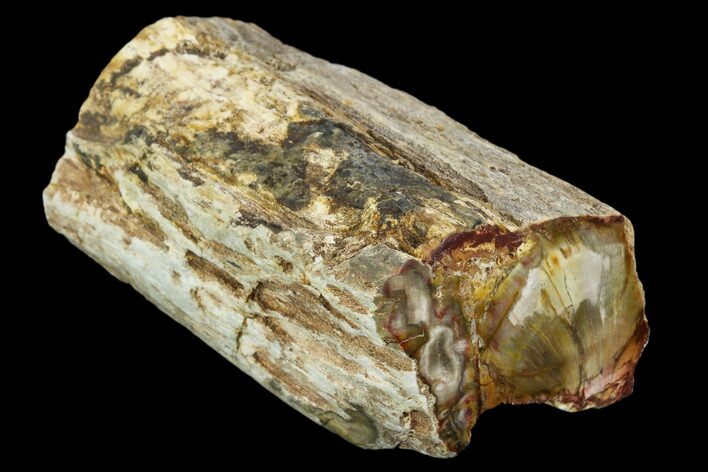 Polished Petrified Wood Limb - Madagascar #106645